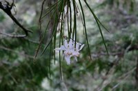 大雪山遊樂區紅檜樹冠層  發現瀕危物種撬唇蘭