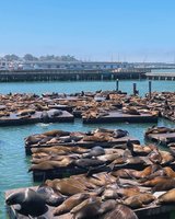 海獅數量創15年新高 舊金山漁人碼頭迎盛會