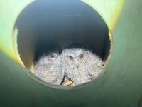 二水生態教育館外架巢箱 吸引領角鴞養大寶寶後離巢