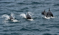 東海岸賞鯨船首航好兆頭 300隻海豚追逐戲浪