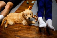 幼犬瑜珈風靡歐洲 義大利衛生部發出禁令