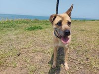 台版「忠犬小八」 米克斯奔2天回家等不到主人