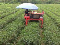 花蓮紅茶香面臨茶農老化缺工 農糧署推平地機械採茶