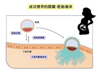 幹細胞醣脂促進溝通  長庚揭胚胎著床黑盒子