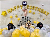 新北警犬福星三兄弟滿7歲將退休 網友獻祝福
