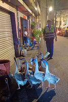 台中大里區路旁出現鵝群 警助驅趕通知飼主領回