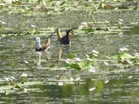 高雄洲仔濕地水雉進入繁殖季 換羽披婚紗放閃