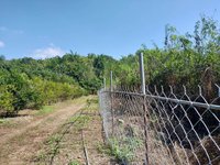 高市農田設電圍網讓獼猴知痛而退 農損不到原先1成