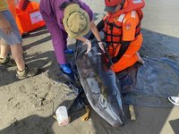 小抹香鯨擱淺宜蘭海灘 健康不佳安樂死處置