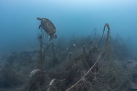 環團：觀光區水下棲地多遭破壞 海龜遭漁網纏繞亡