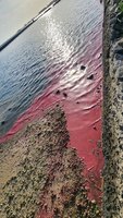 澎湖珊瑚產卵季驚喜連連 馬公重光海堤也現粉紅浪潮