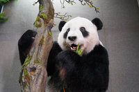 大貓熊「團團」標本將亮相 喚回可愛萌樣記憶