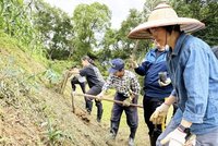 棄耕茶園再生  中華大學師生新植養護逾600棵樹