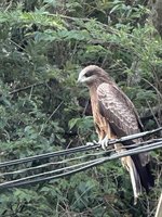 台中潭子新田步道猛禽出沒傷人  農業局介入處理