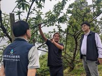 乾旱致50公頃拉拉山水蜜桃受損 桃園報請中央救助