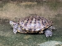 響應世界烏龜日  北市府：拾獲勿野放應通報