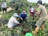 玉荷包產季缺工 高市先訓練再調度輕鬆找到人