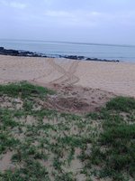 世界烏龜日來報到 澎湖望安綠蠵龜上岸產卵