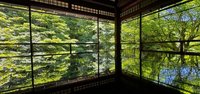 日本京都瑠璃光院青楓亮眼 遊客互讓位子捕捉美景