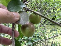 武陵農場驅猴成效顯著 5棵牛頓蘋果樹結實纍纍