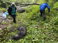 台灣黑熊遭槍擊死亡  玉管處：無法排除盜獵可能