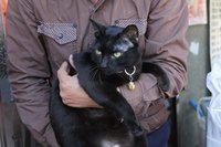 國際抱貓日 新北猴硐貓公所認養喵送好康