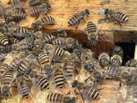 台灣野蜂能在中高海拔區生存 助部落生產森林蜜