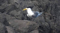 大溪漁港鳳頭燕鷗喉頭卡魚線 鳥友籲重視海廢問題