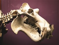 阿根廷男童阿公家院子玩意外發現骨頭 證實為恐龍化石身長至少12公尺
