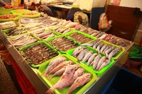 台灣市場常見魚類普查 24種「現流仔」過度捕撈