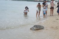 欖蠵龜遭漁船誤捕經治療康復 墾丁野放重返大海