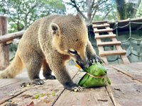 高雄壽山動物園迎端午 創意粽讓動物應景過節[影]
