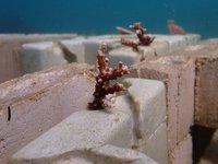 打造海洋生態永續的家 澎湖以牡蠣殼磚種植珊瑚