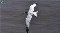 黑嘴端鳳頭燕鷗現蹤  未來可藉網路見證復育過程
