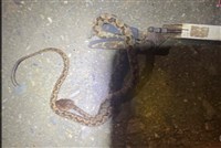 南投婦人在家遭龜殼花咬 送醫注射蛇毒血清脫險