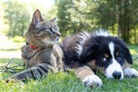 狂犬病分布擴散 犬貓禁入國家森林遊樂區延長2年