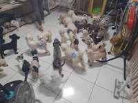 板橋公寓養大量犬貓致環境髒 新北動保罰逾28萬