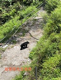 花蓮南安地區3天2件台灣黑熊出沒 玉管處籲勿干擾