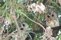台南水道博物館現領角鴞家族 3幼鳥大眼呆萌療癒