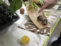 長豇豆抗病根砧2.0問世  防治萎凋病技術升級