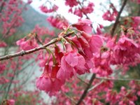 山櫻花怕炎熱 林業署建議種在海拔500公尺以上