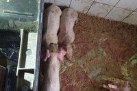 嘉義男疑債務纏身 到台南牧場偷小豬遭查獲