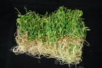 百香果組培苗技術出爐 確保種苗量產健康無病毒