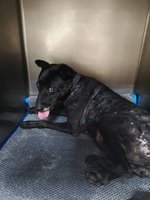 男子持鐵條打老流浪狗 新北開罰1萬5000元