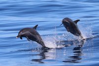 花蓮振興農粉幣7月發放 賞鯨業推加碼優惠