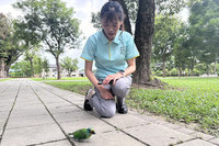 台南水道五色鳥癱軟 專家研判撞擊異物非熱衰竭