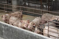 台灣防疫佳再報捷 4屠宰場豬內臟豬皮獲准銷菲