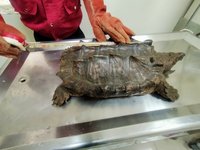 30公斤大鱷龜車陣穿梭  新北動保助安置