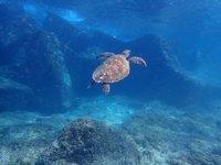 海龜島美名要永續  公私協力護小琉球生態