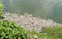 嘉南大圳浮現大量魚屍 初判連日高溫溶氧不足